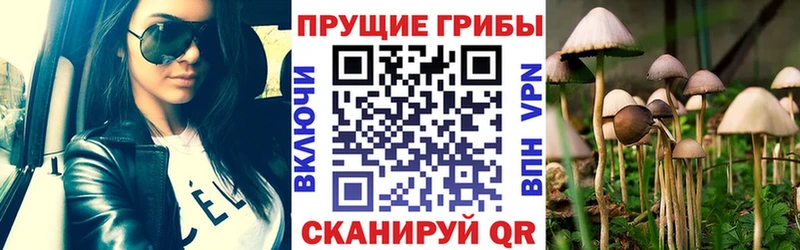 где купить наркоту  блэк спрут как войти  Псилоцибиновые грибы Psilocybe  Спасск 